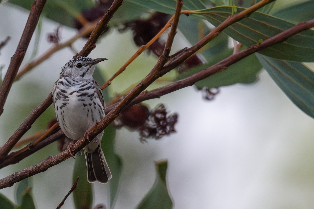 Bar-breasted Honeyeater - ML645565249