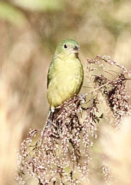 Painted Bunting - ML645565250