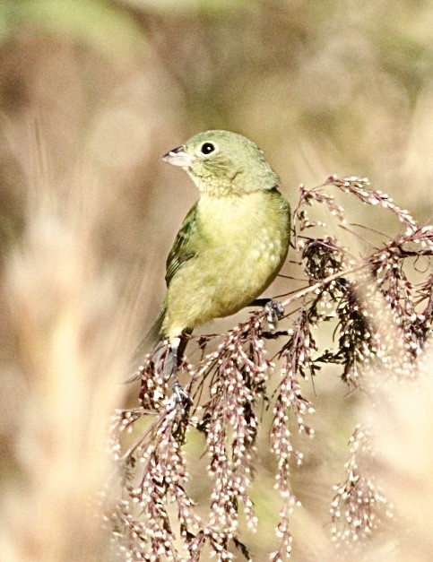 Painted Bunting - ML645565251