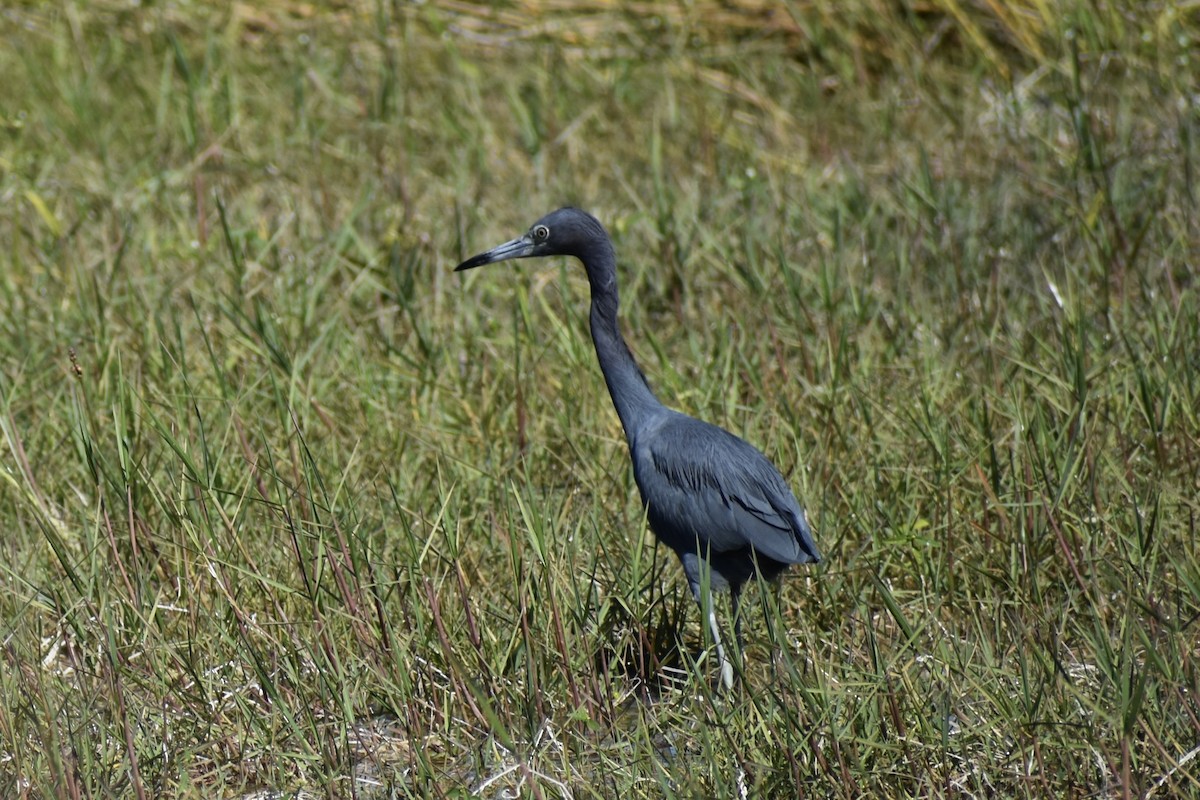 Garceta Azul - ML645565255