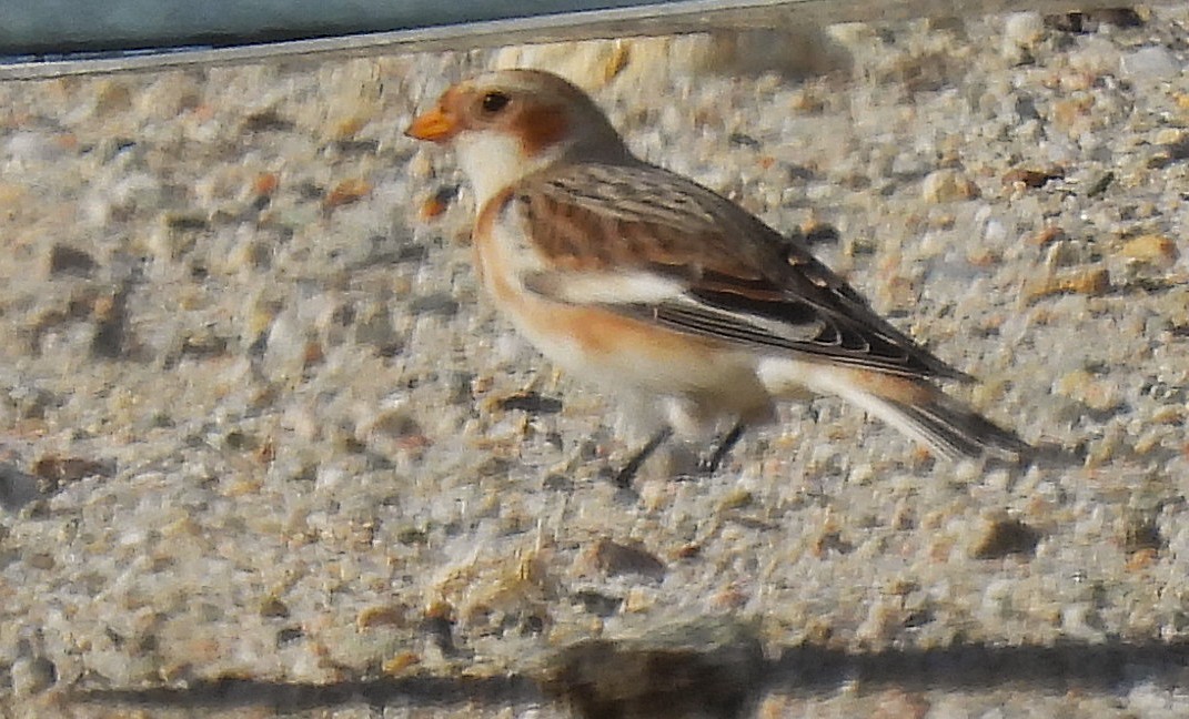 Zigolo delle nevi - ML645565261