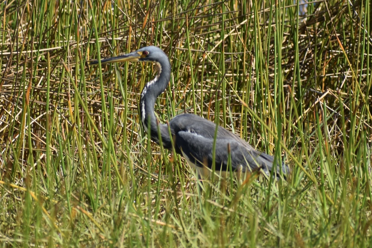 Garceta Tricolor - ML645565262