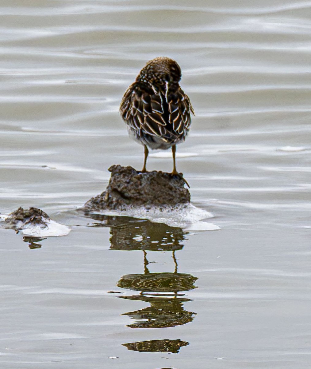 Дутыш - ML645565268