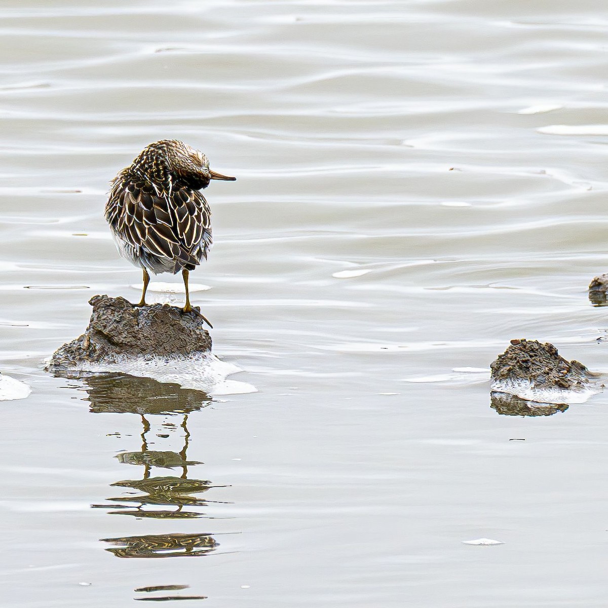 Дутыш - ML645565269