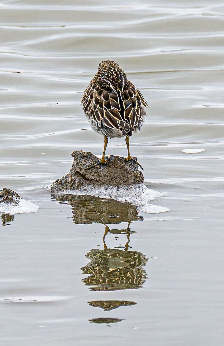 Дутыш - ML645565270