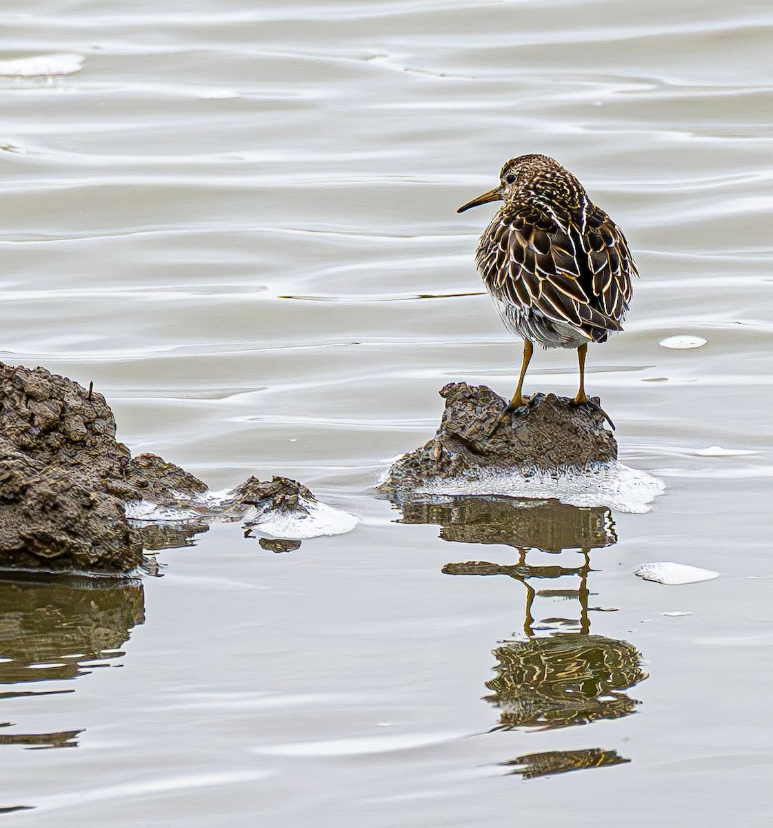 Дутыш - ML645565271