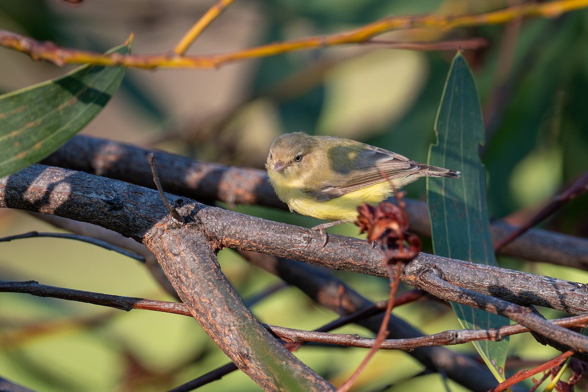 Weebill - ML645565272