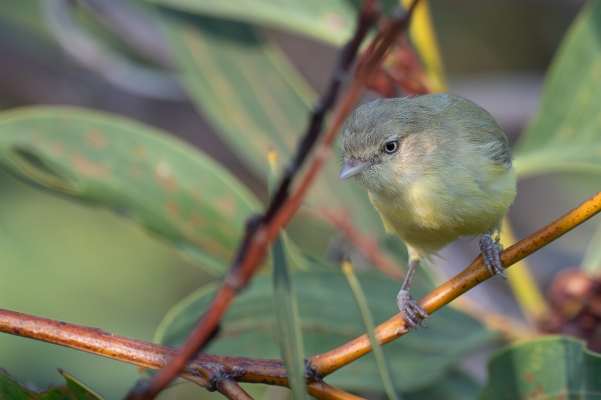 Weebill - ML645565273