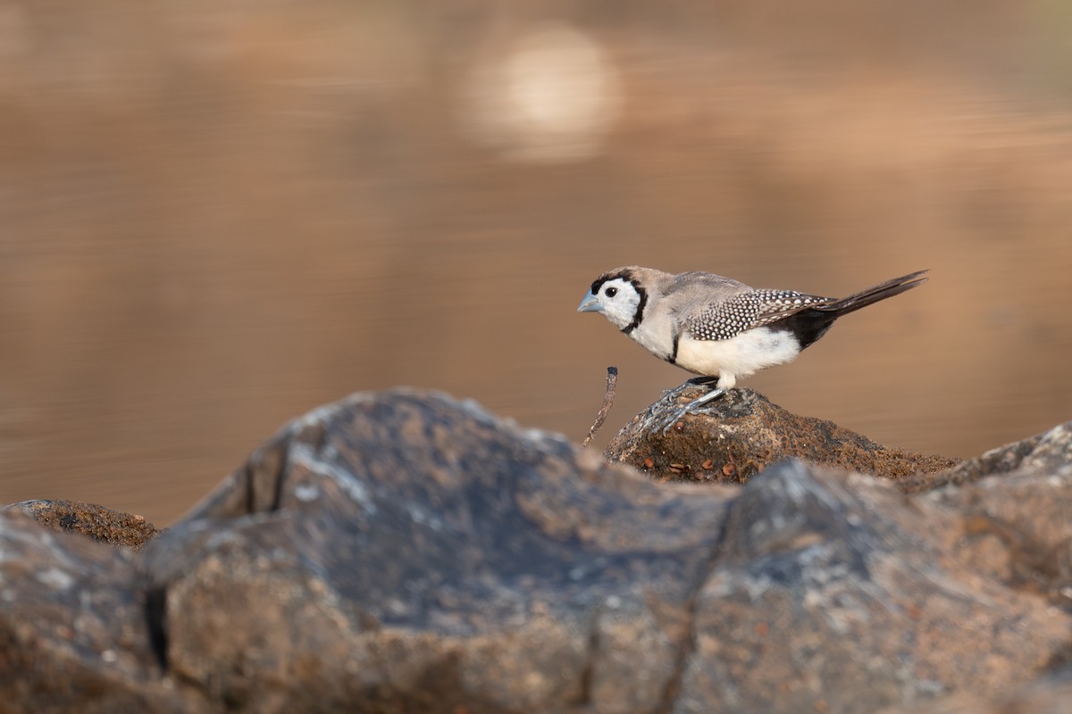 Double-barred Finch - ML645565275