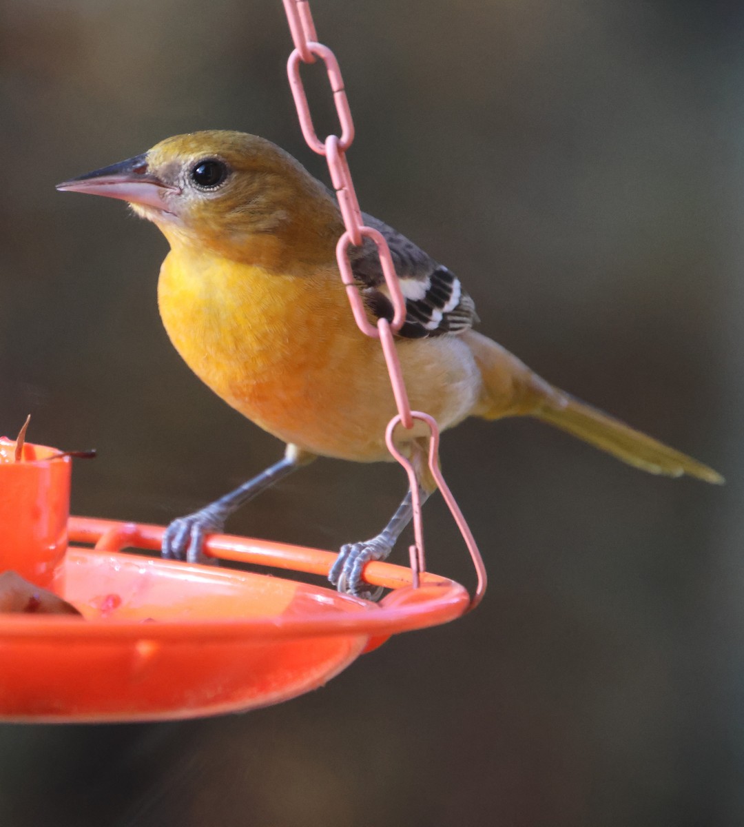 Балтиморский трупиал - ML645565276