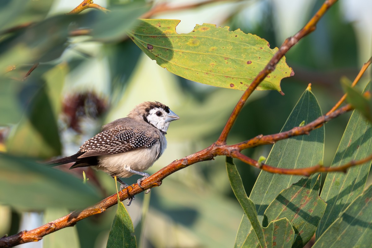 Double-barred Finch - ML645565281
