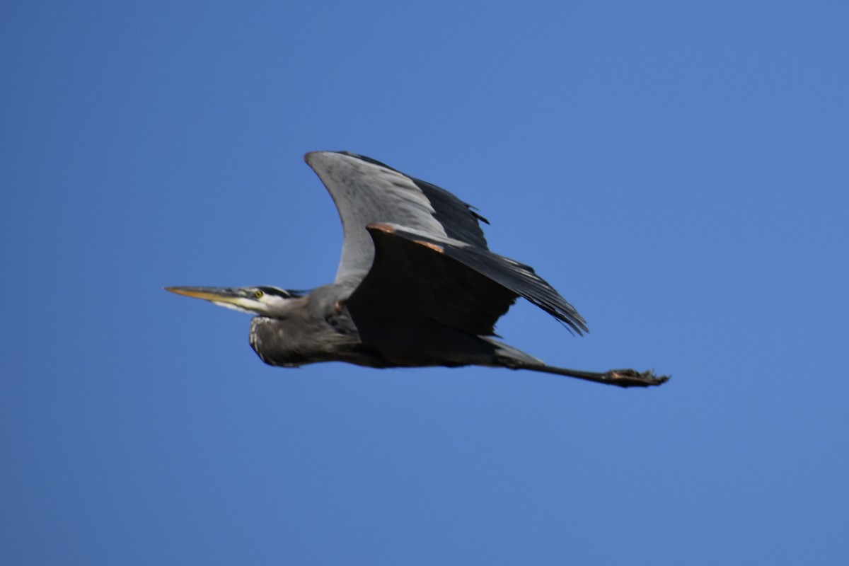 Garza Azulada - ML645565282