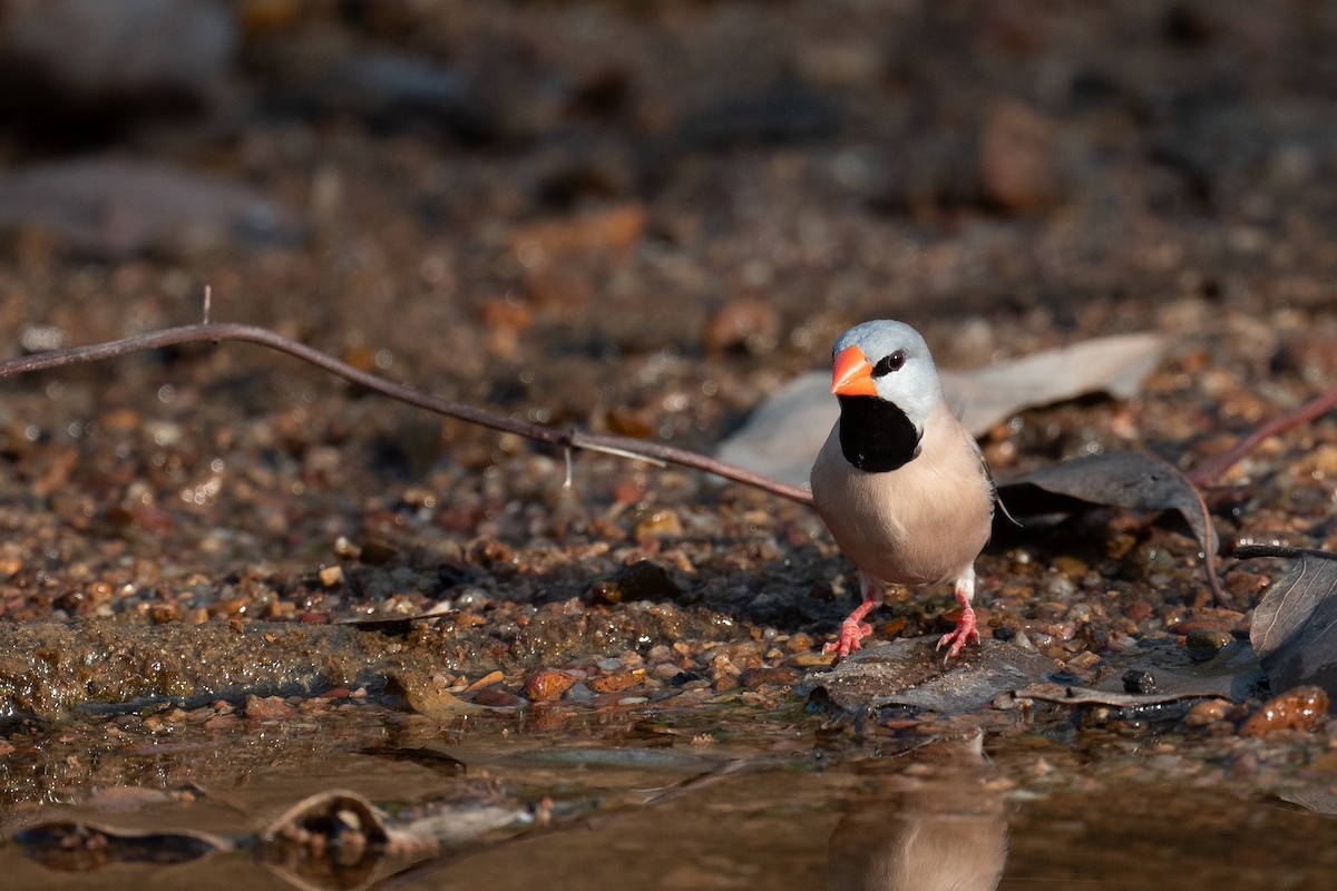 Діамантник довгохвостий - ML645565284