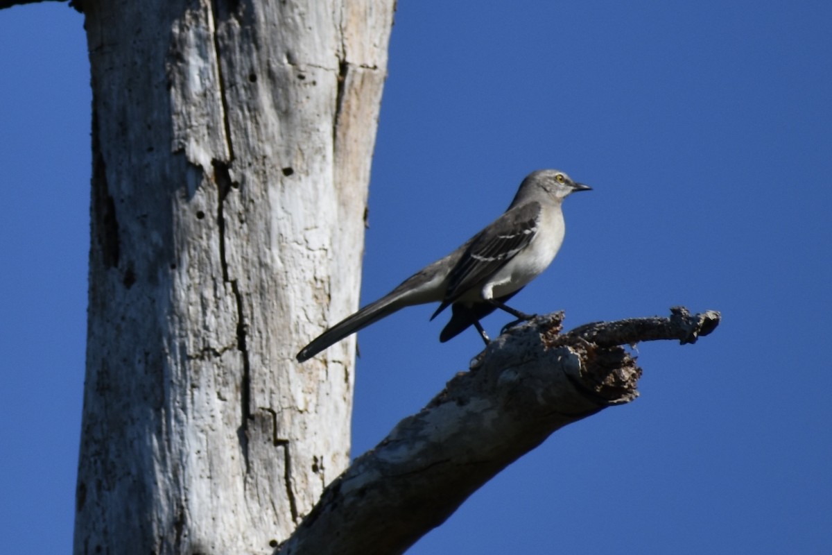 Sinsonte Norteño - ML645565286