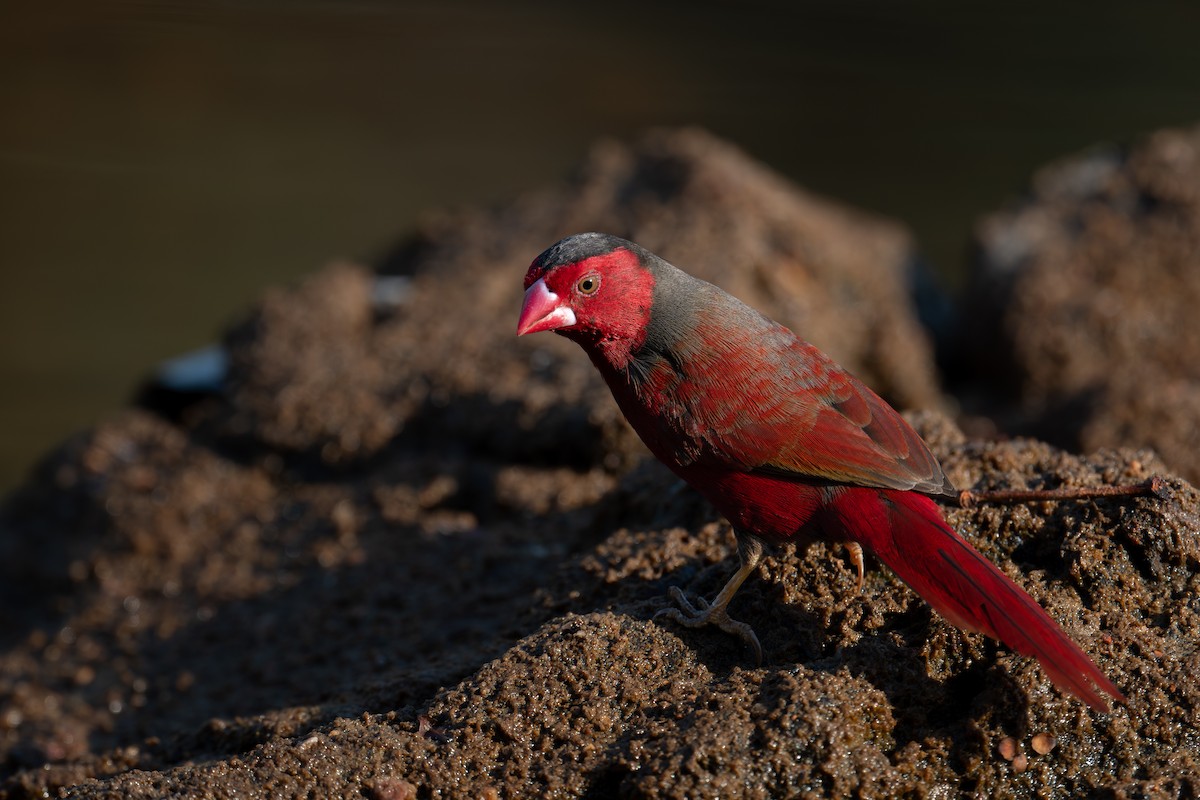 Crimson Finch - ML645565289