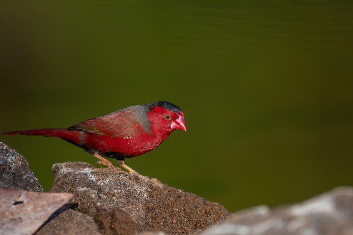 Crimson Finch - ML645565290