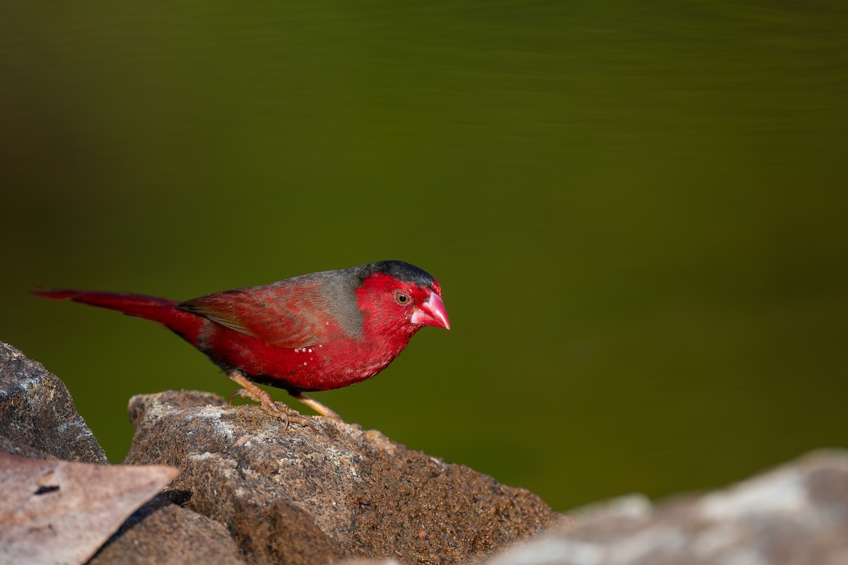 Crimson Finch - ML645565291