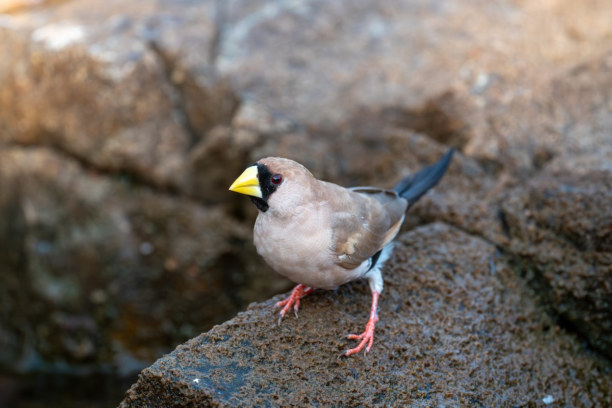 Masked Finch - ML645565293