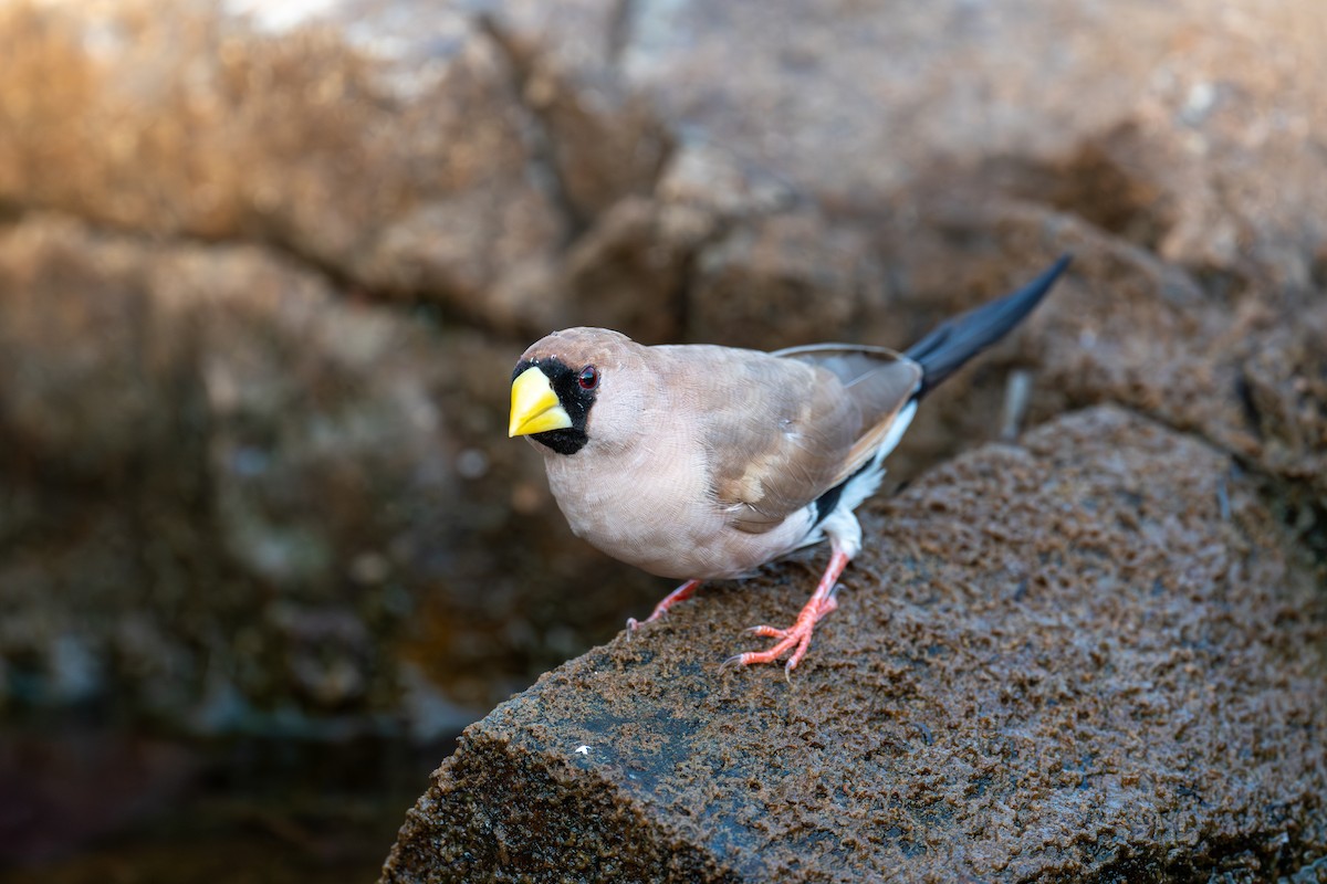 Masked Finch - ML645565294
