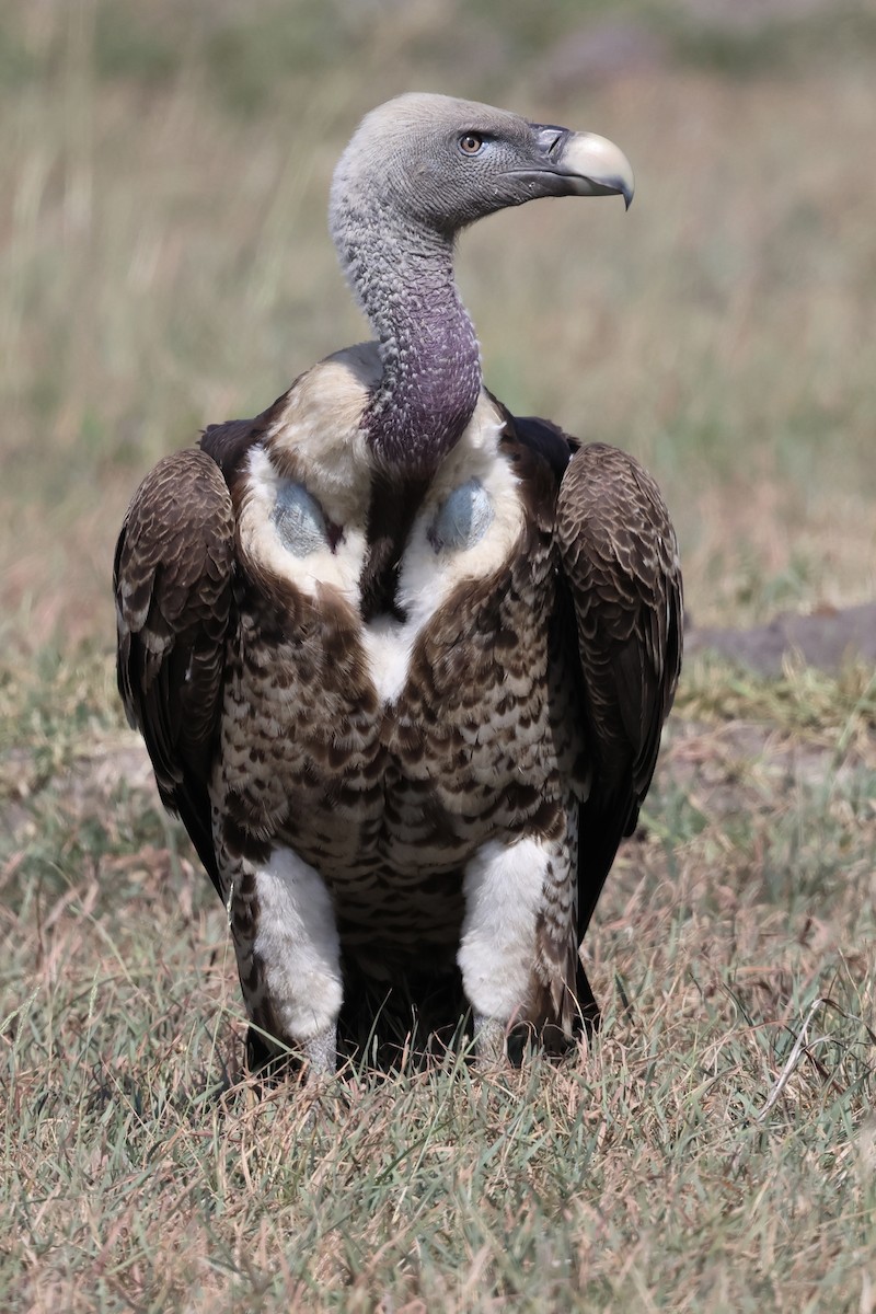 sup krahujový - ML645565302