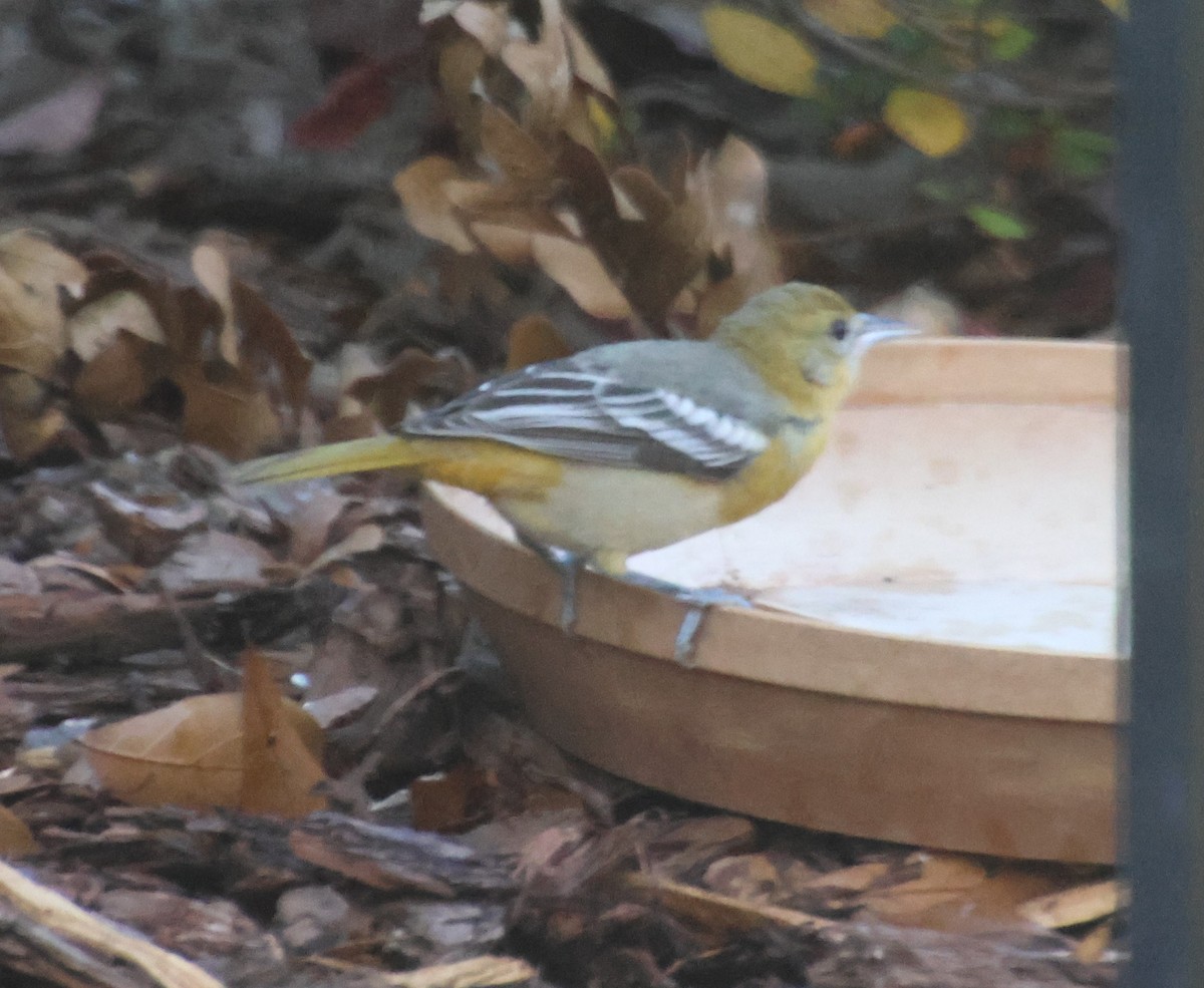 Балтиморский трупиал - ML645565304