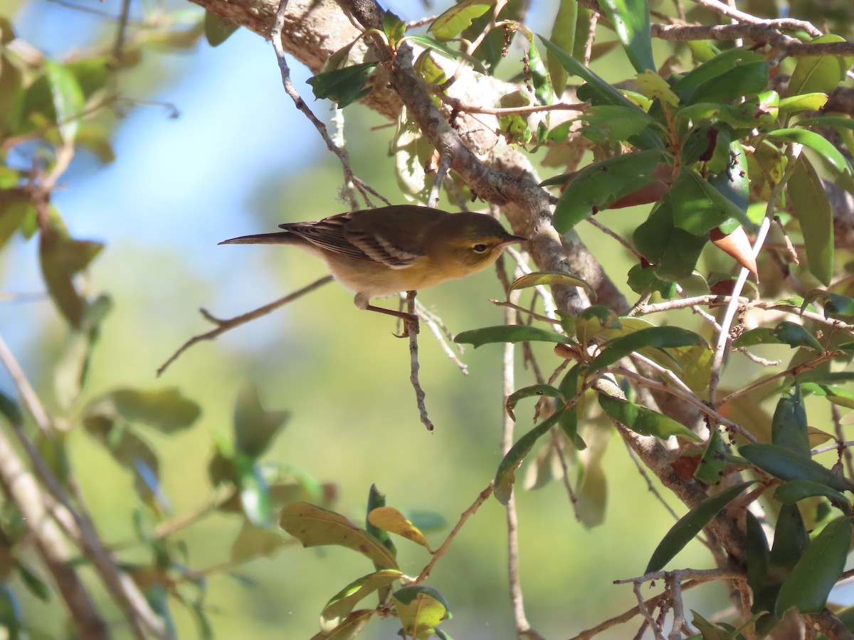 סבכון אורנים - ML645565307