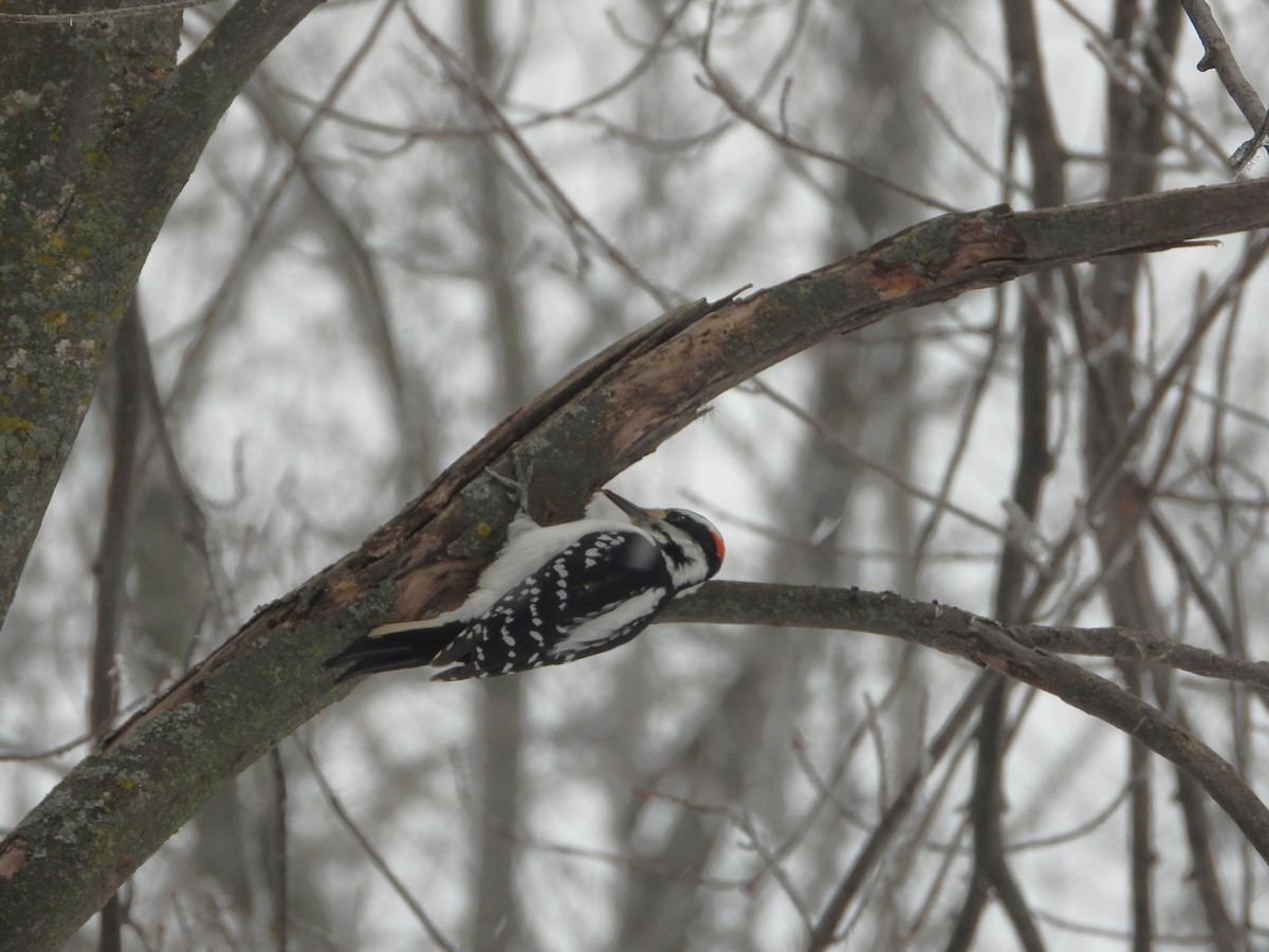 Hairy Woodpecker - ML645565308