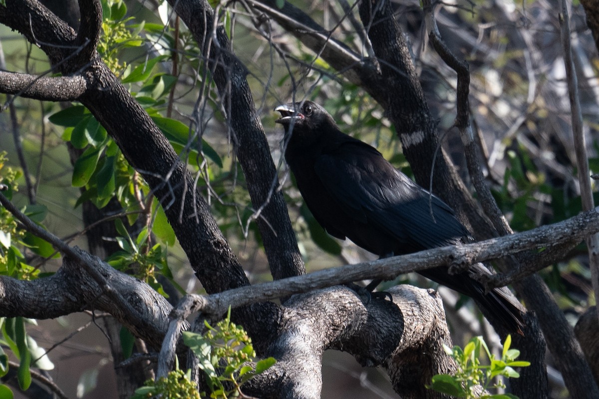 Torresian Crow - ML645565309