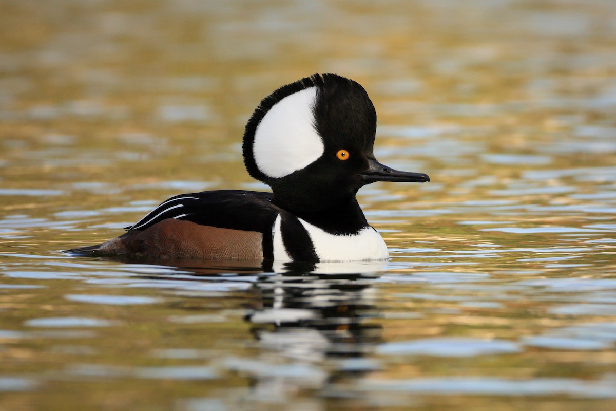 Hooded Merganser - ML645565317