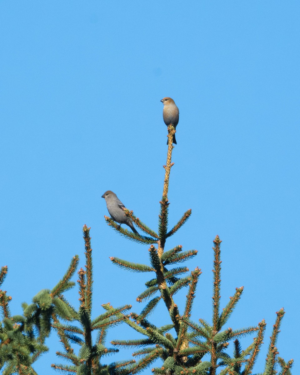 Hakengimpel - ML645565318