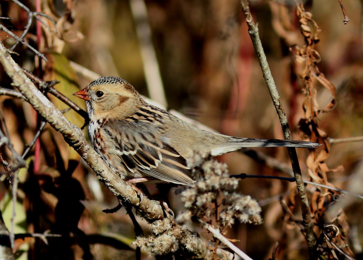 Harris's Sparrow - ML645565320