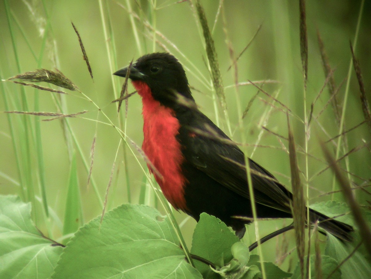 Red-breasted Meadowlark - ML645565329