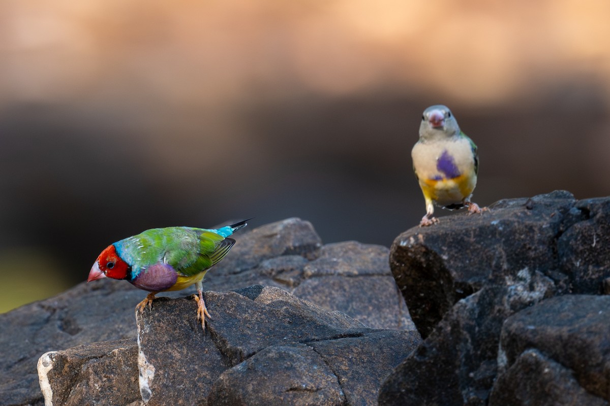 Gouldian Finch - ML645565331