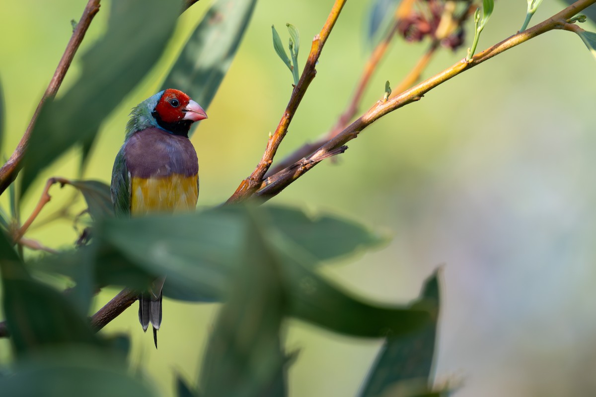 Gouldian Finch - ML645565333