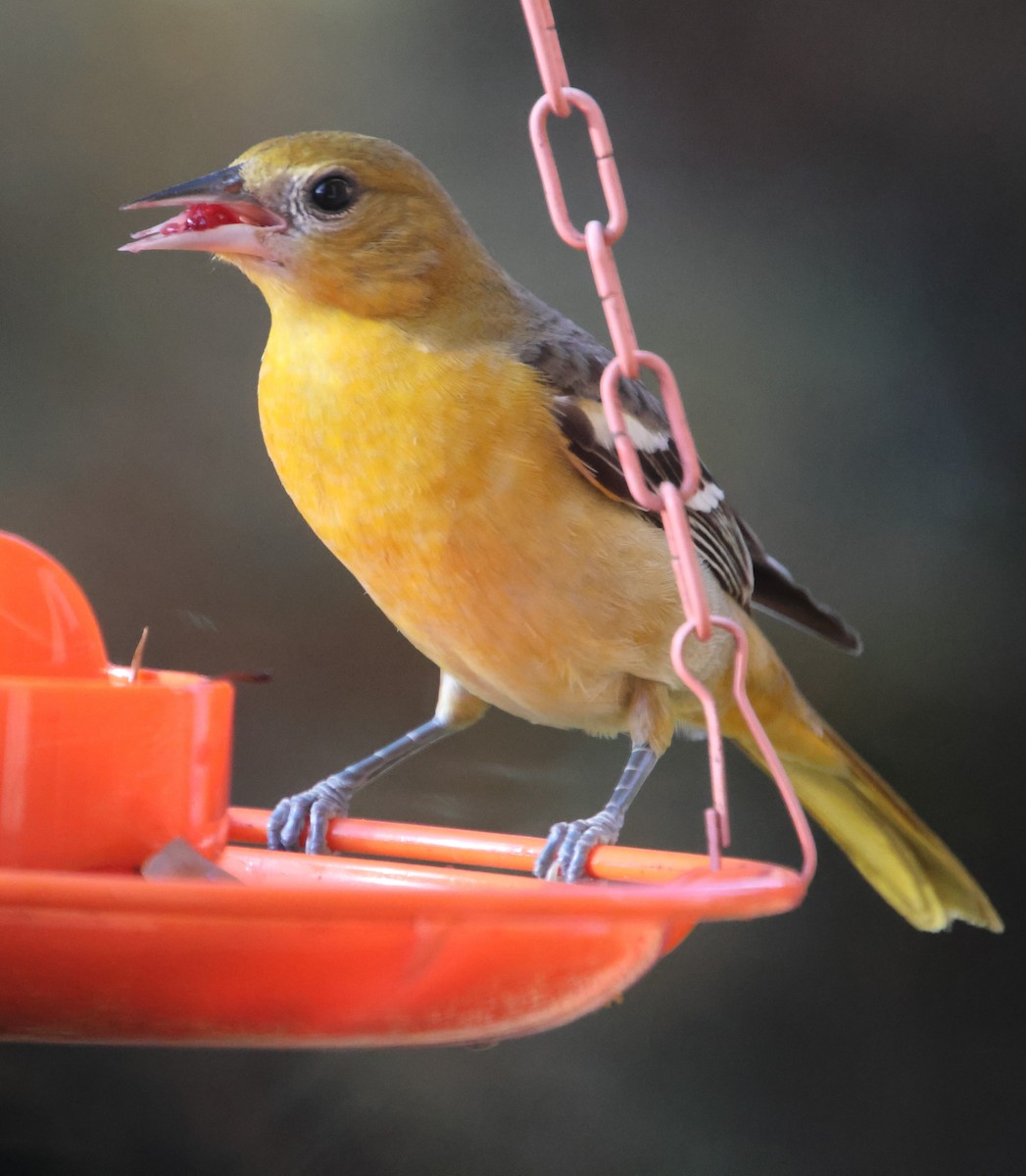 Балтиморский трупиал - ML645565335