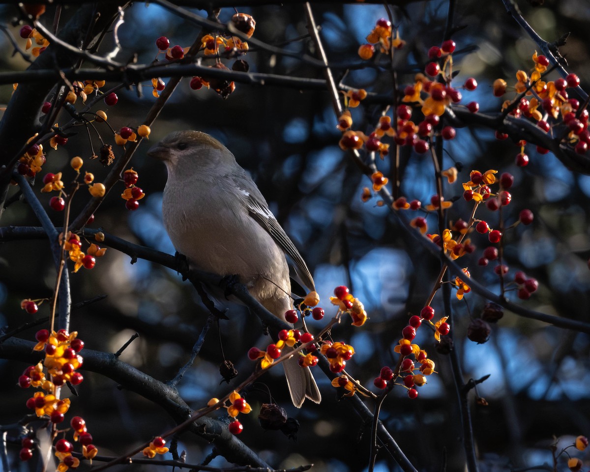 Hakengimpel - ML645565338