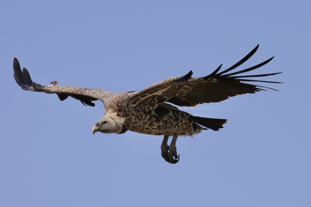 sup krahujový - ML645565347