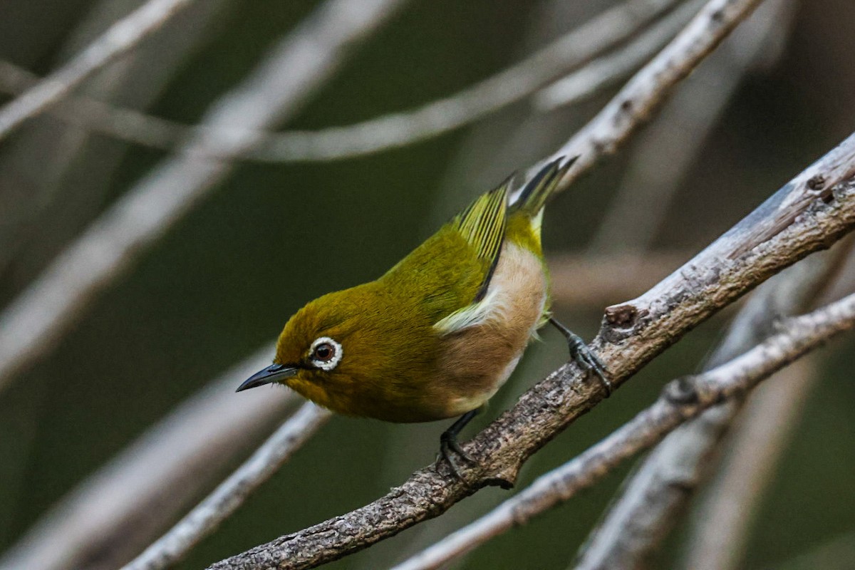 Окулярник японський - ML645565354