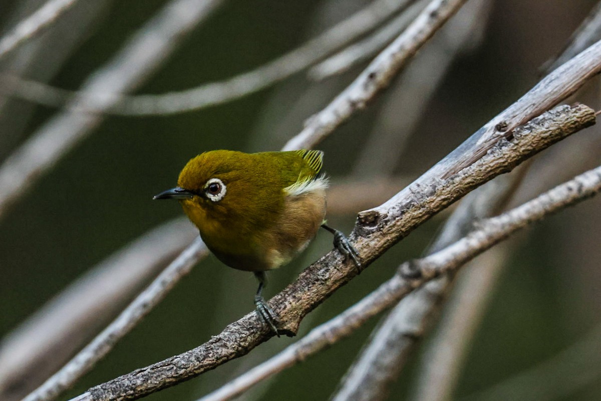 Окулярник японський - ML645565355