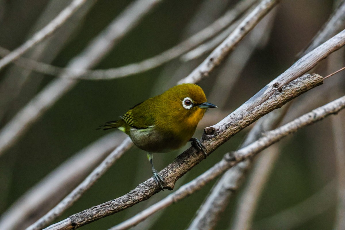 Окулярник японський - ML645565356