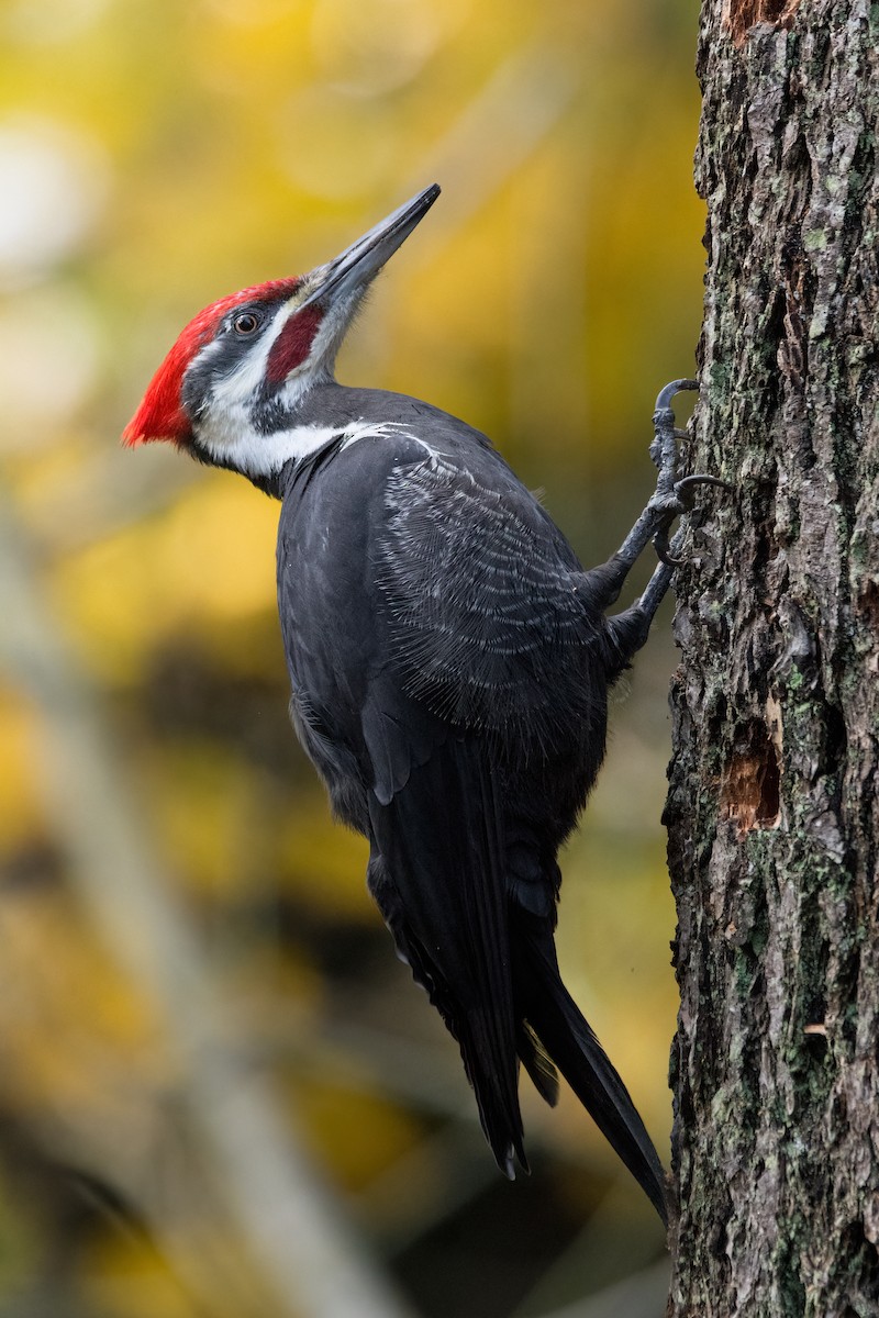 Pileated Woodpecker - ML645565360