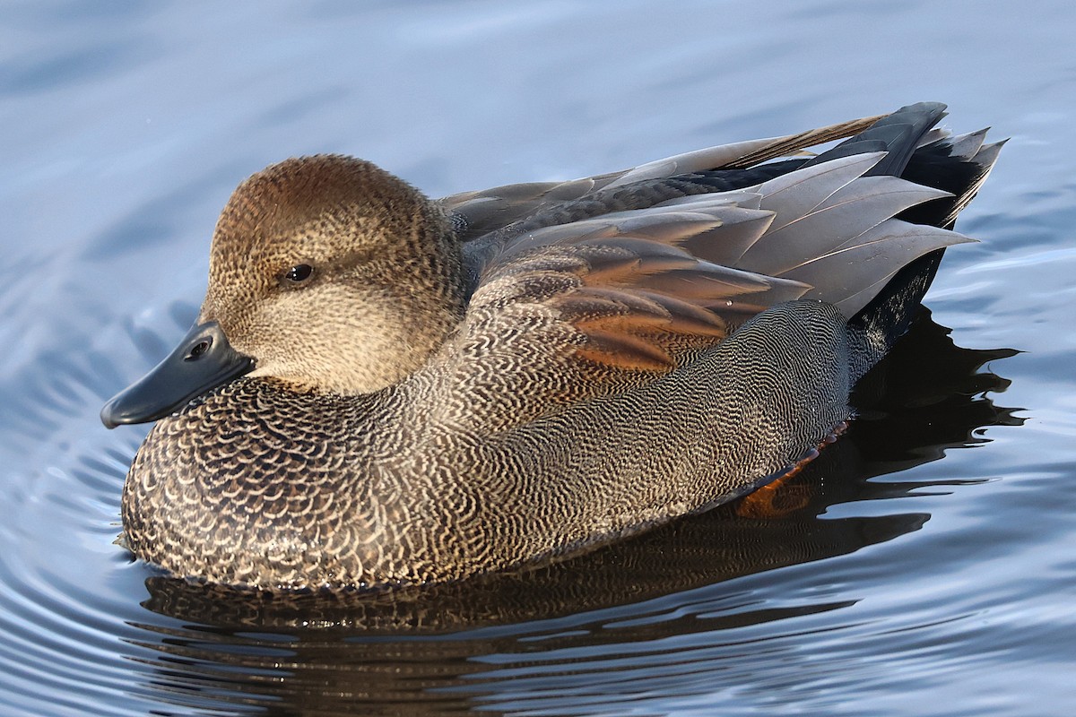 Бор нугас - ML645565367