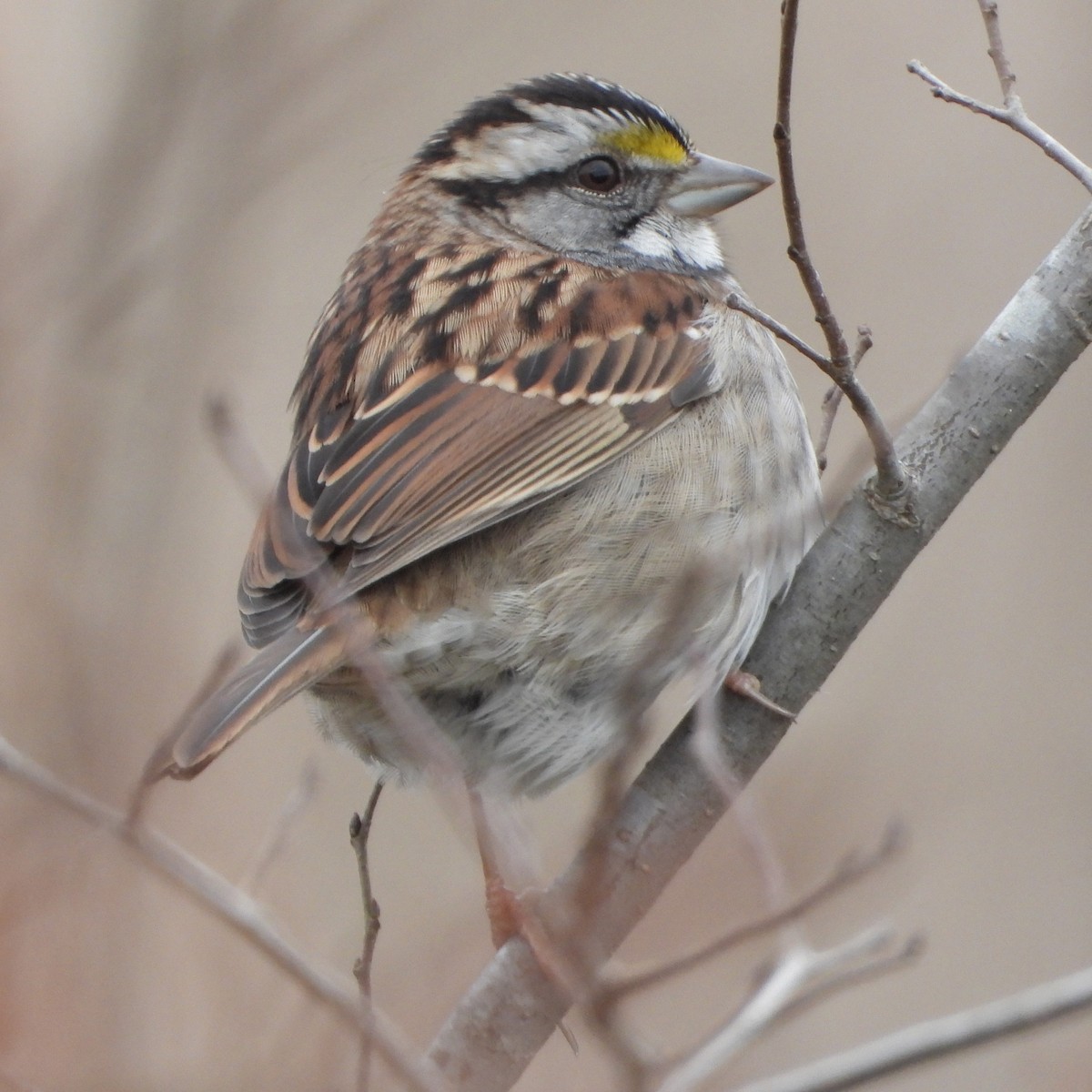 White-throated Sparrow - ML645565375