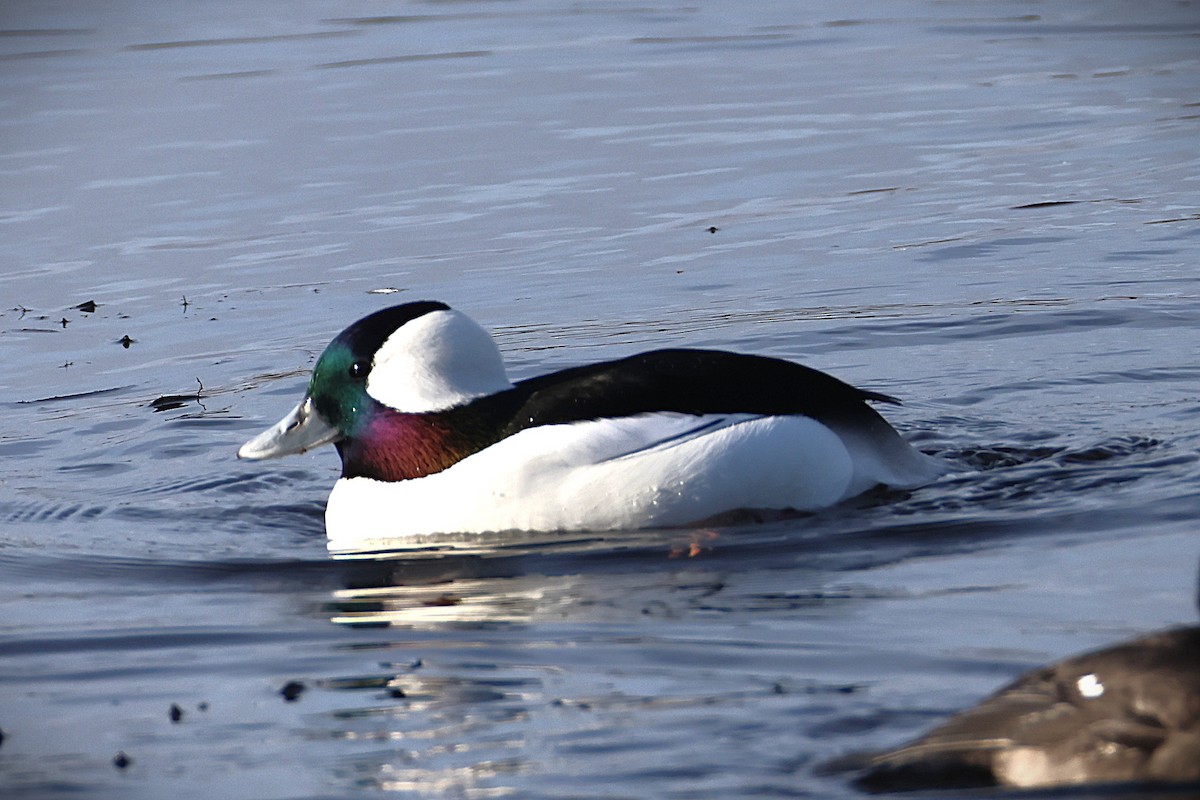 Bufflehead - ML645565376