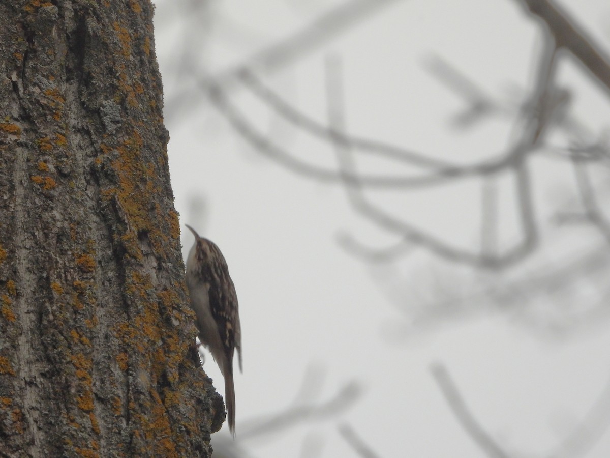 Brown Creeper - ML645565386