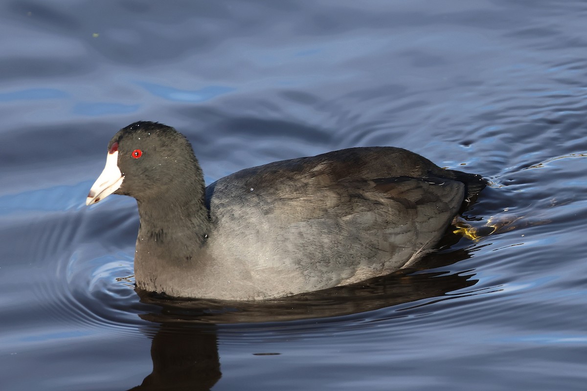 American Coot - ML645565387