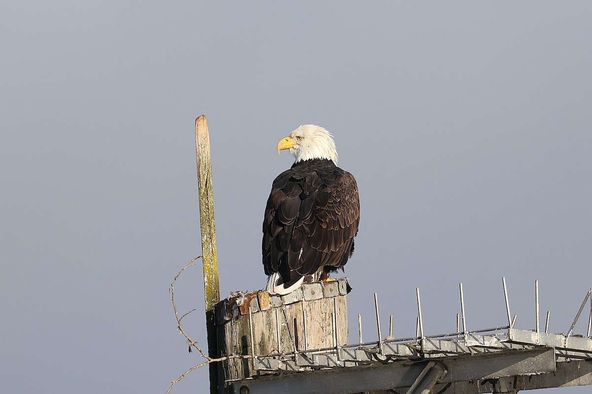 Bald Eagle - ML645565395