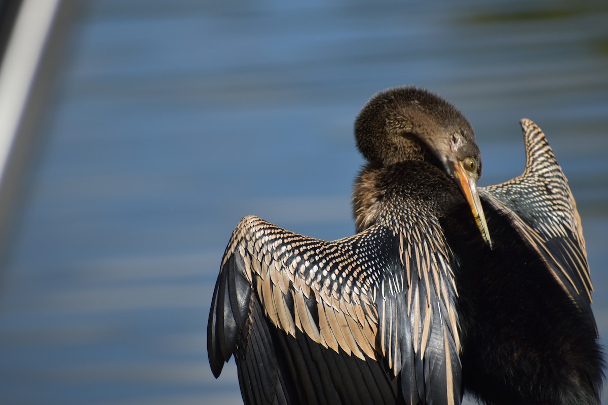 Anhinga Americana - ML645565401