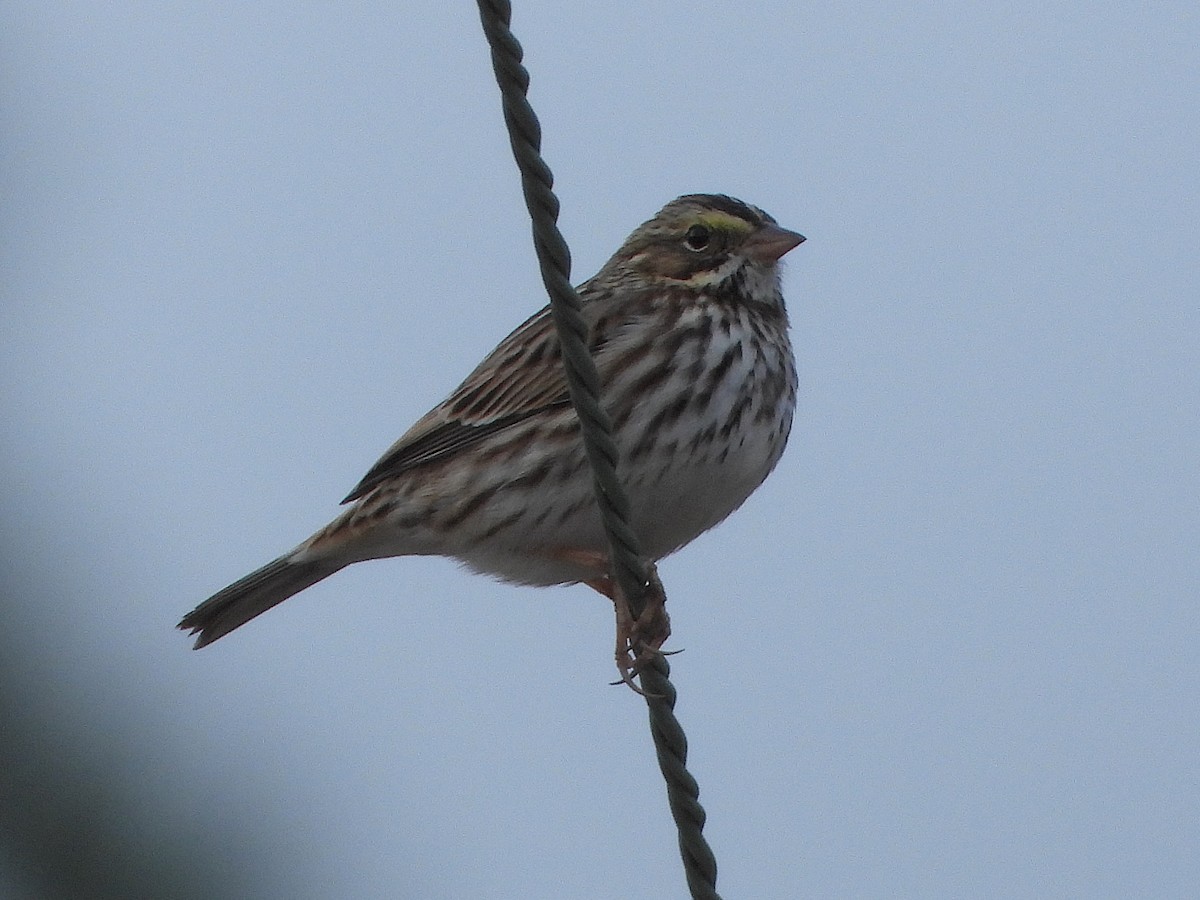 Savannah Sparrow - ML645565402