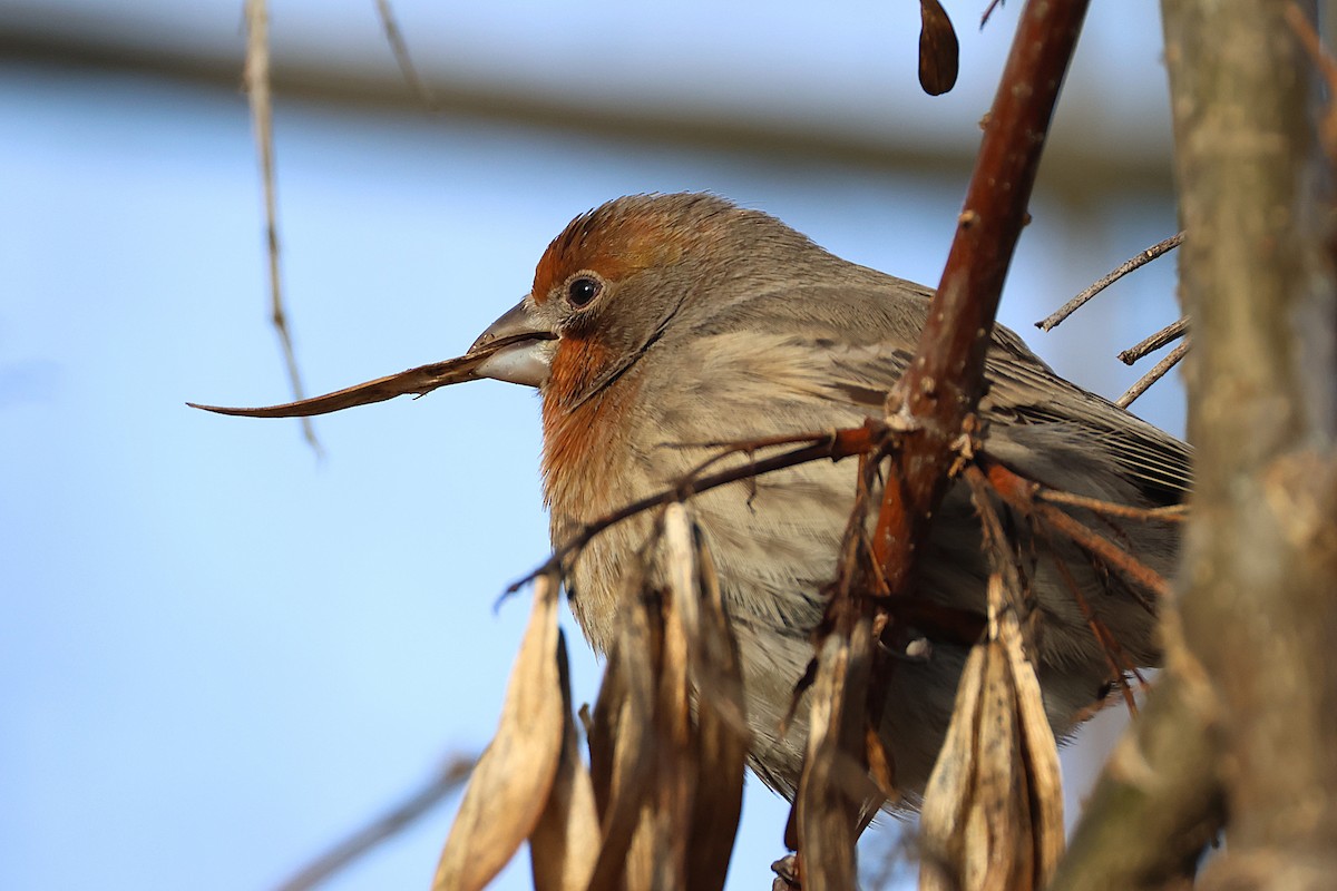 House Finch - ML645565404